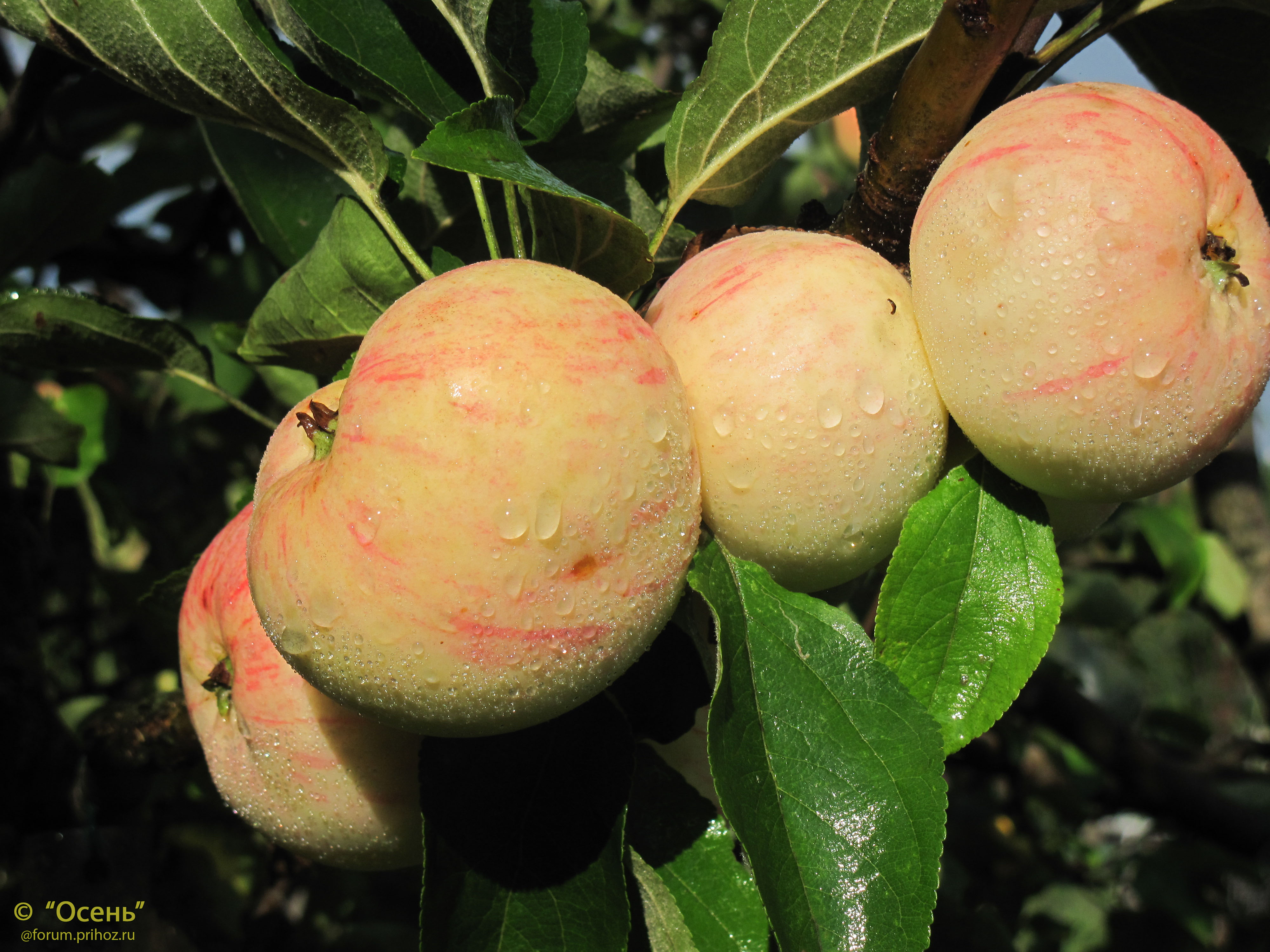 Яблоня Грушовка Ранняя - описание сорта и фото яблок